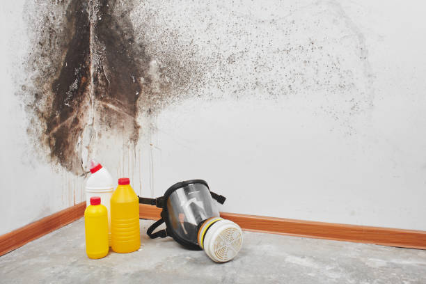 Best Mold Remediation  in Larimore, ND