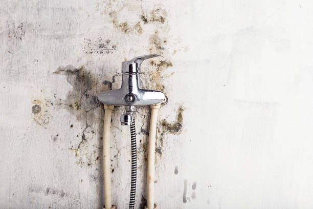 Best Home Mold Removal  in Larimore, ND