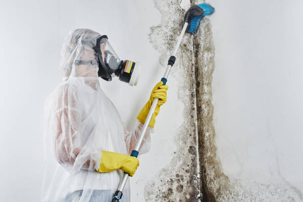 Best Best Mold Removal Companies  in Larimore, ND