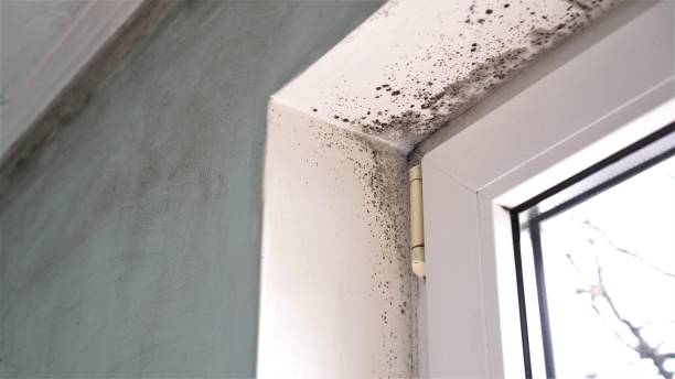 Mold Removal and Inspection in Larimore, ND