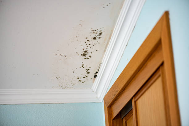 Home Mold Removal in Larimore, ND