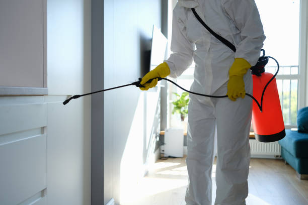 Best Black Mold Removal  in Larimore, ND