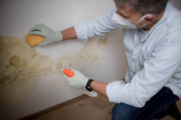 Home Mold Removal in Larimore, ND