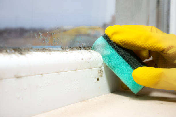 Best Mold Testing  in Larimore, ND