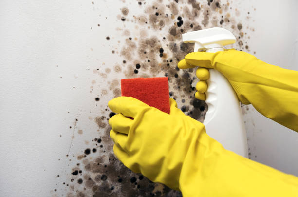 Best Mold Removal and Inspection  in Larimore, ND