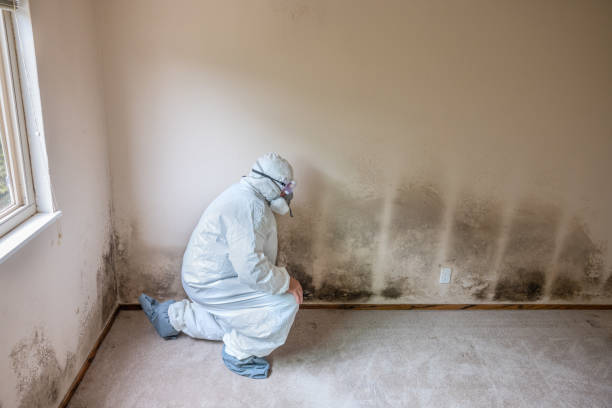 Best Residential Mold Removal  in Larimore, ND