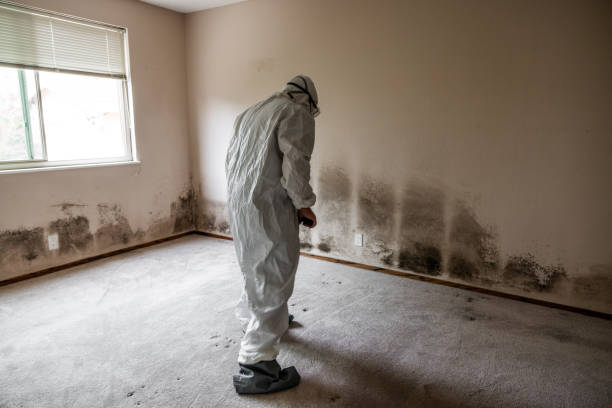 Best Mold Removal Company Near Me  in Larimore, ND