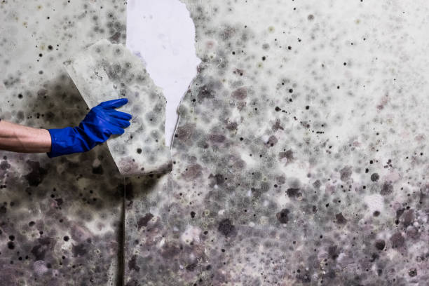 Best Professional Mold Removal  in Larimore, ND